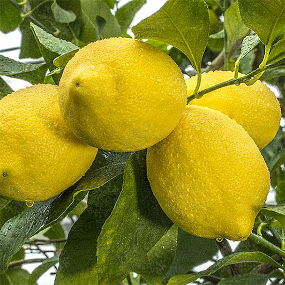 5 Yaş Zagara Bianca Limon Fidanı