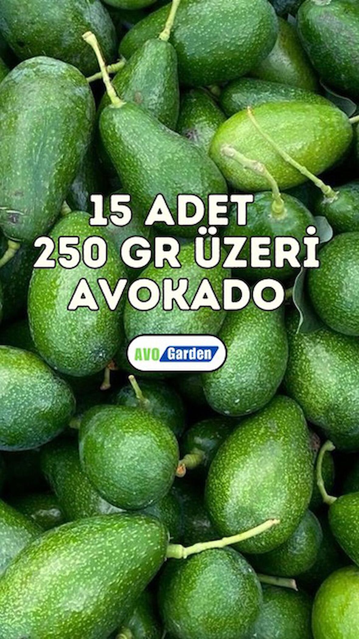 AvoGarden Taze Avokado 15'li Paket - 250 gr Üzeri