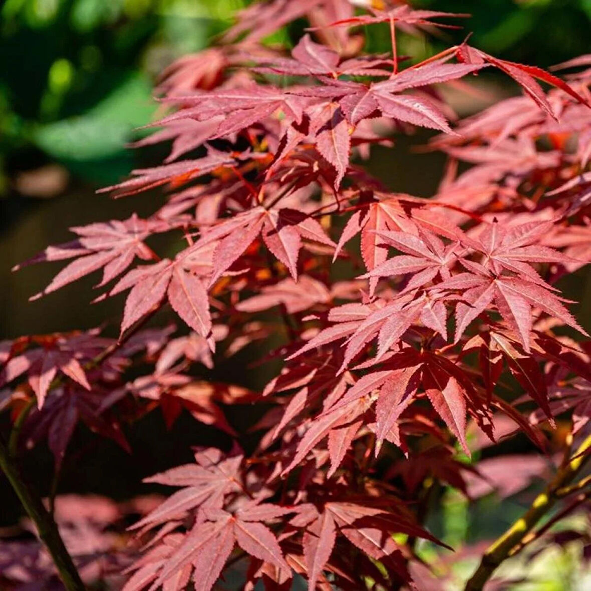 "1 Adet Kırmızı Yapraklı Japon Akçaağaç (Acer palmatum) Fidanı - Bahçeniz İçin Zarif ve Canlı Renkler"