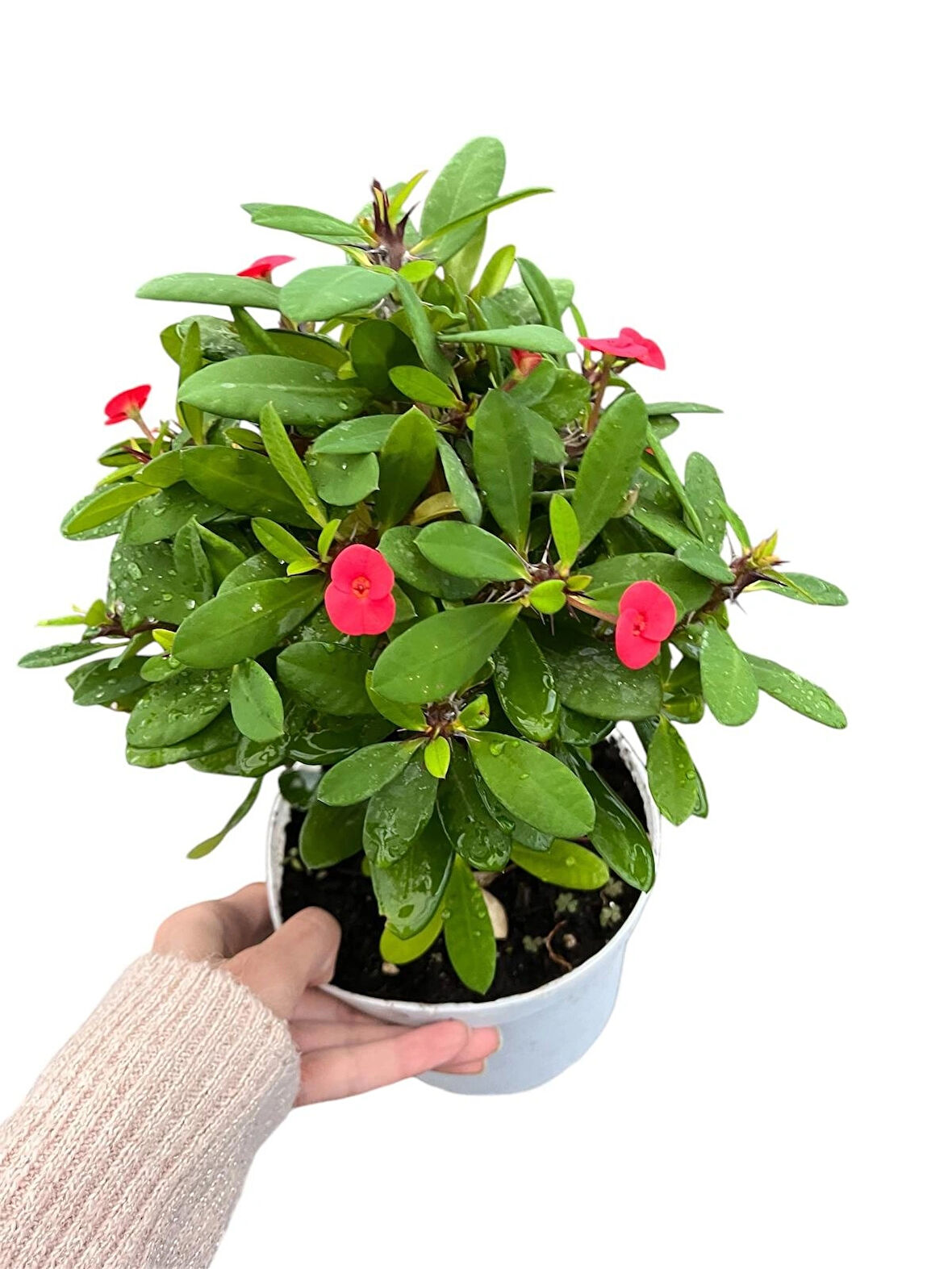 Euphorbia milii Dikenler tacı