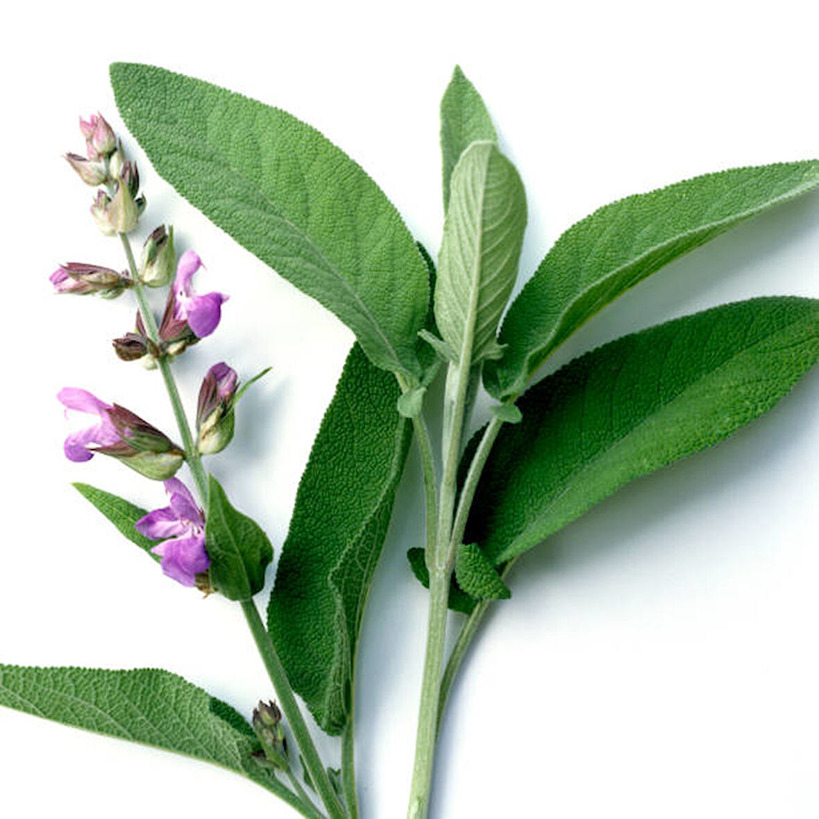 Salvia Officinalis Adaçayı Fidesi 10-20 cm