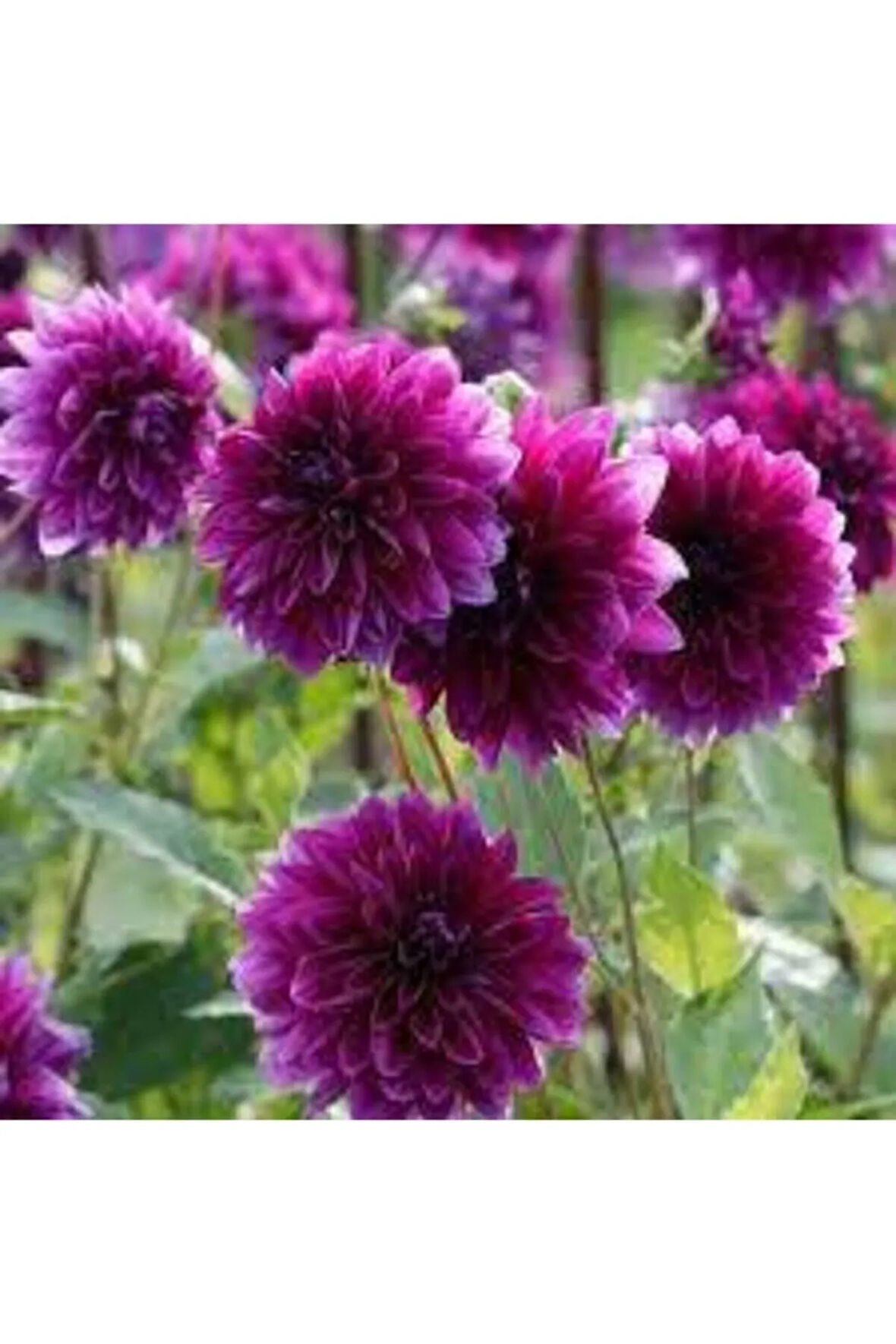 10 Adet Yıldız Çiçeği Tohumu Karışık Dahlia Yıldız Çiçek Tohumu Saksı Toprak Sürpriz Hediye Tohumlu