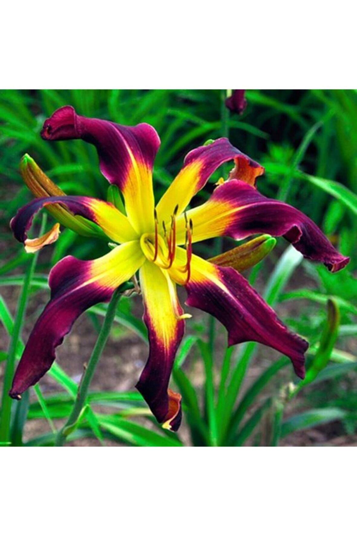 Mor-sarı Göbekli Zambak Çiçeği Soğanı 3 Adet