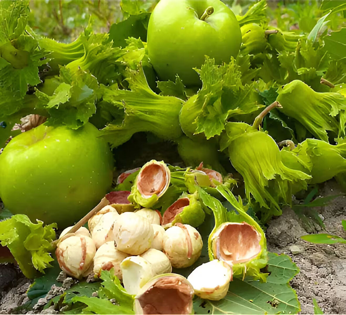 1kg 1.kalite Taze Yaş Yeşil Fındık, Organik Fındık, Sütlü Fındık, Kabuklu Fındık, Çiğ Fındık
