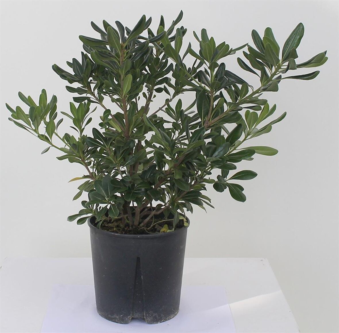 Pittosporum 20-25 cm (5adet)