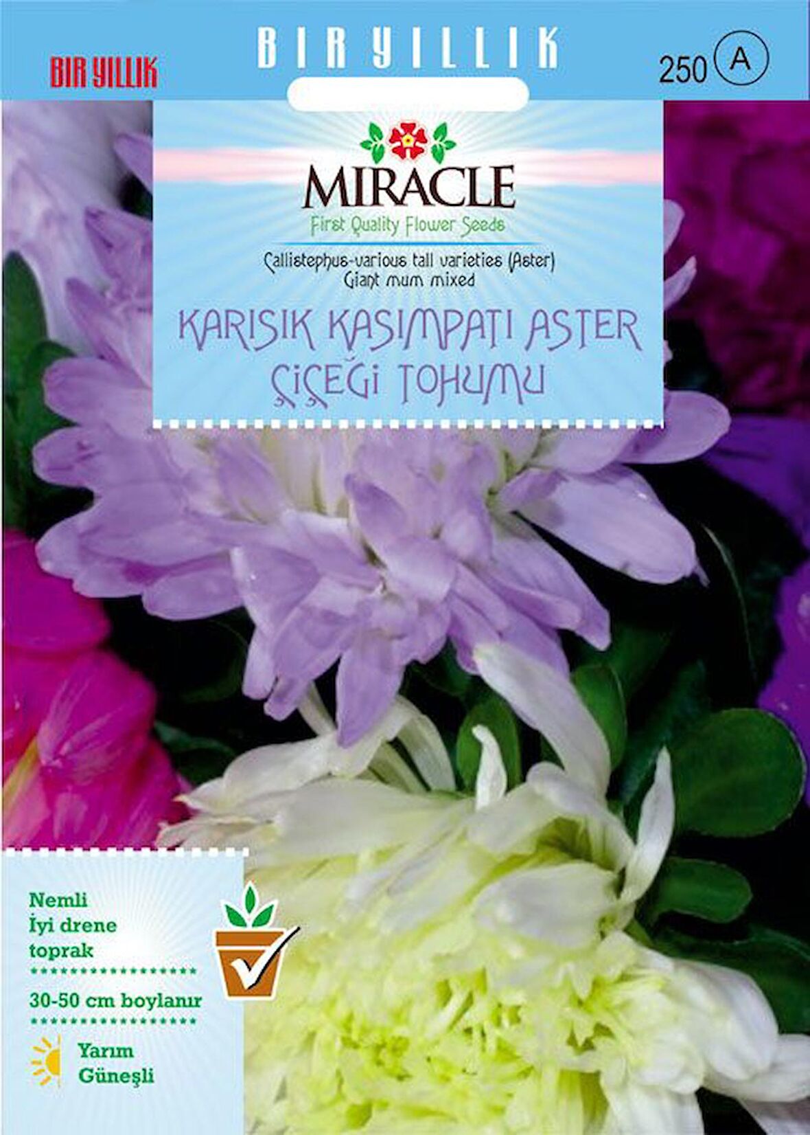 Karışık Kasımpatı Aster (Giant Mum) Papatya Çiçeği Tohumu (290 tohum)