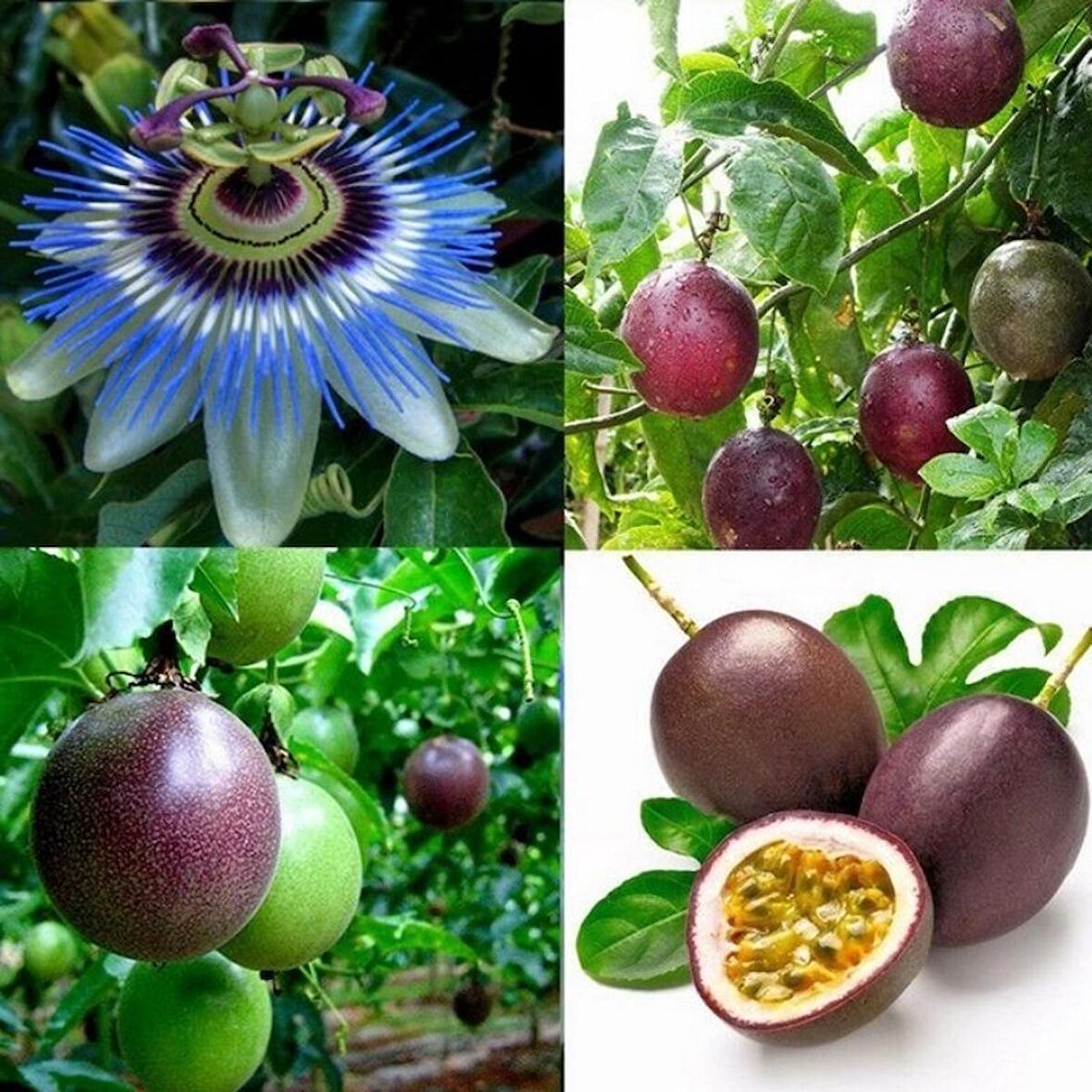 2 adet Tüplü Mavi Çiçekli Kokulu Passiflora Ağacı Fidanı