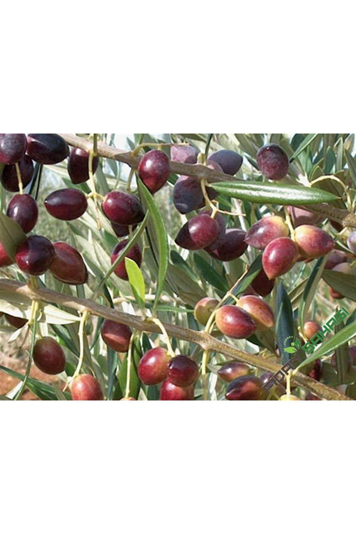 Ayvalık Zeytin Fidanı