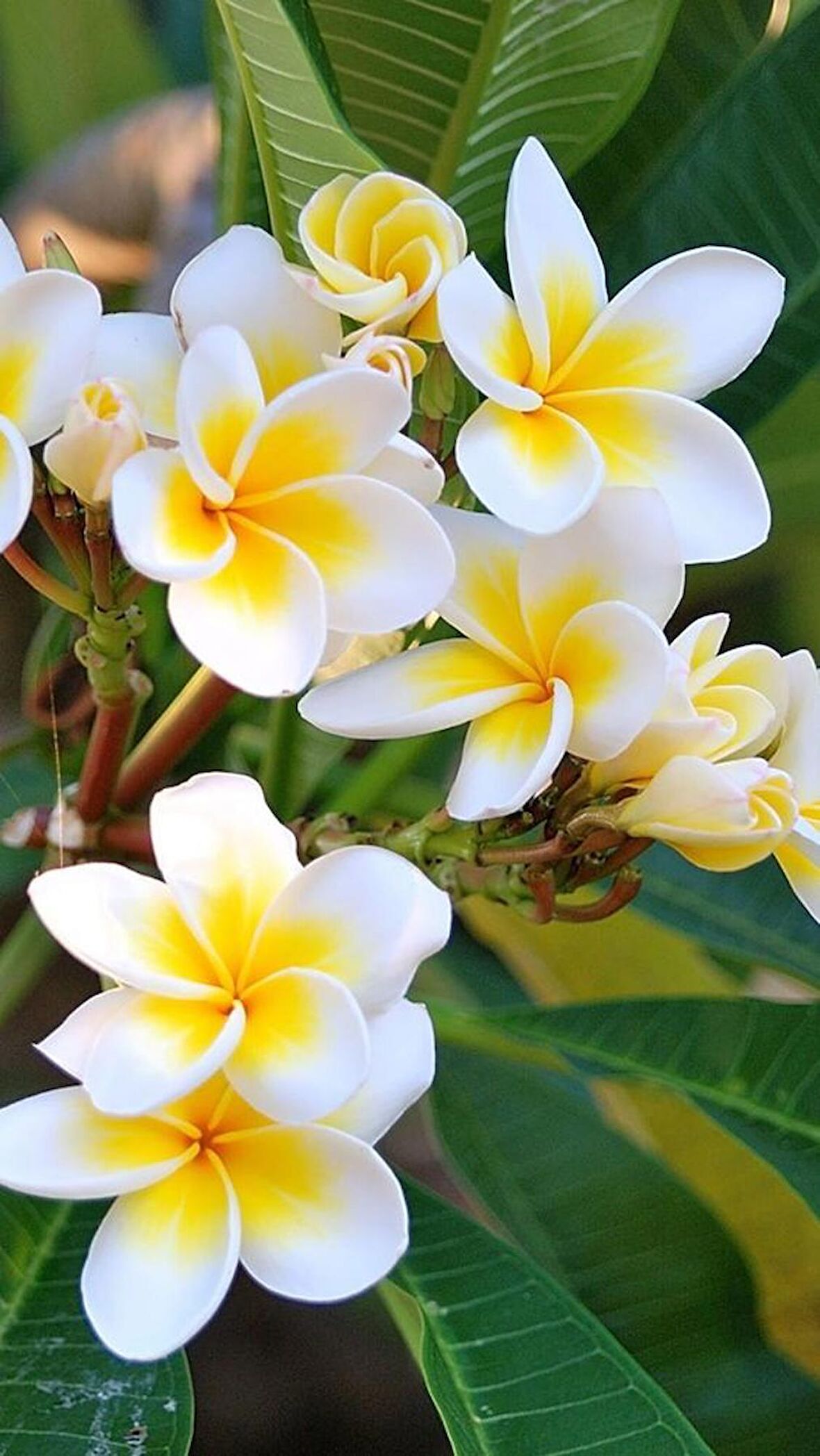 Saksıda Amerikan Fulu (Plumeria Alba) Ağacı Fidanı( boy 1m)