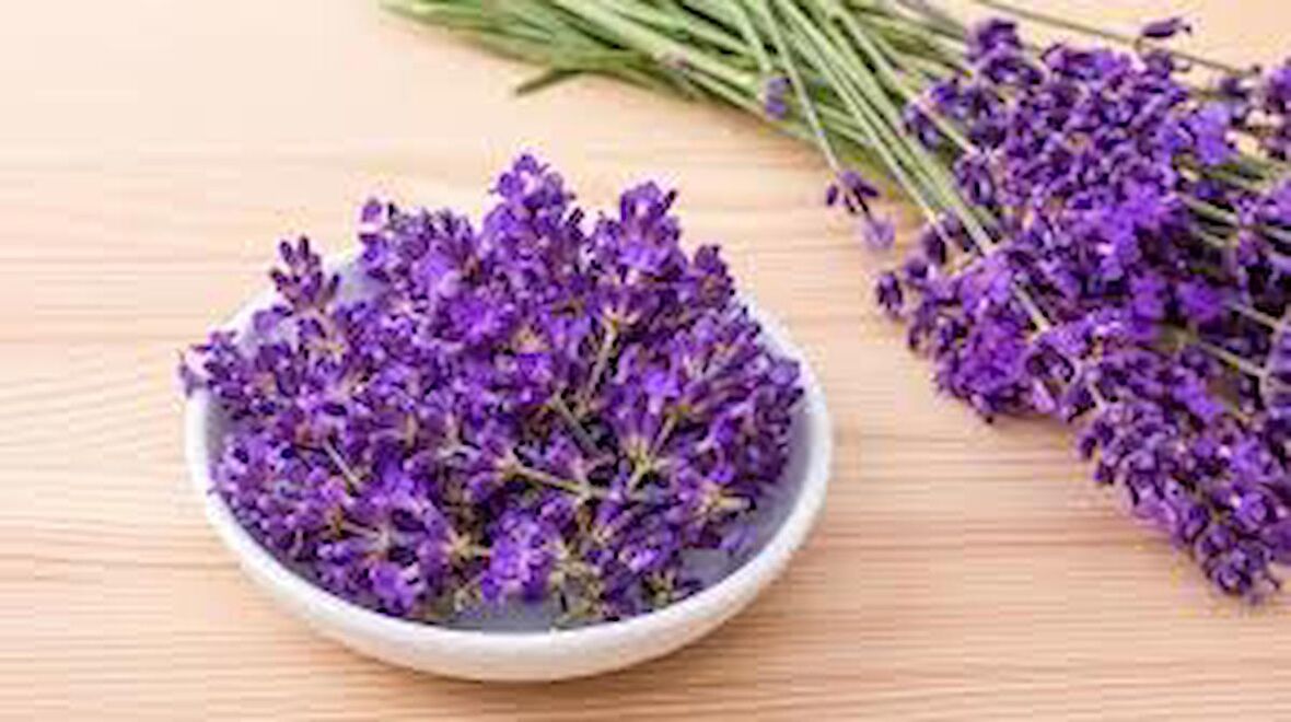 5 ADET saksılı Tıbbi Lavanta - Lavandula angustifolia Sevtopolis