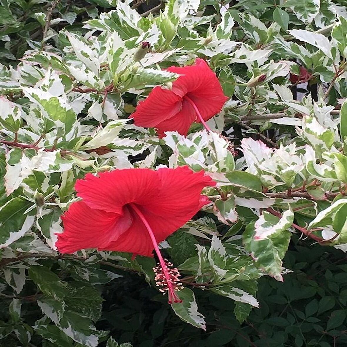 Alacalı Japon Gülü Çiçeği Kırmızı Hibiscus 40 cm