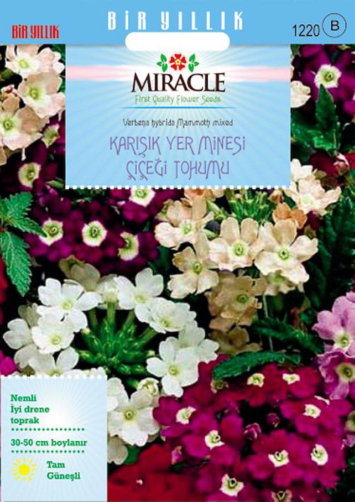 Karışık Renkli Yer Minesi (Verbena) Çiçeği Tohumu (100 tohum)