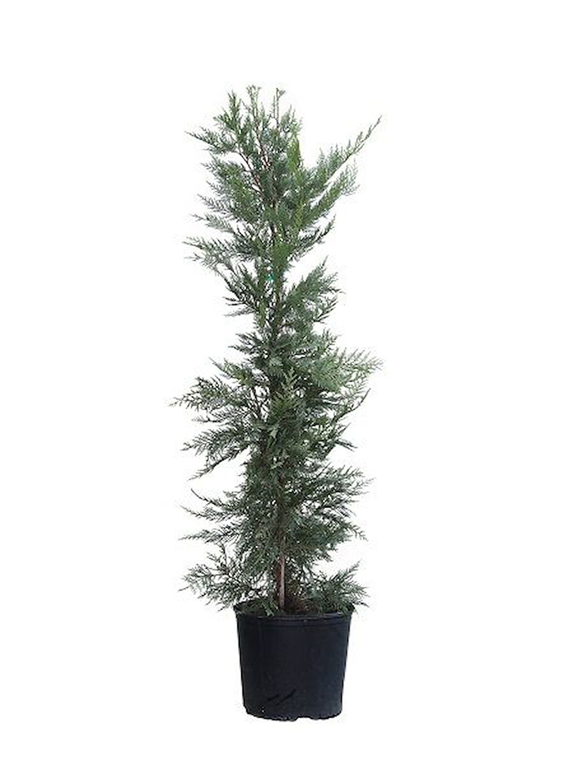 Leylandi Fidanı Cupressocyparis leylandii, +200 cm, Saksıda