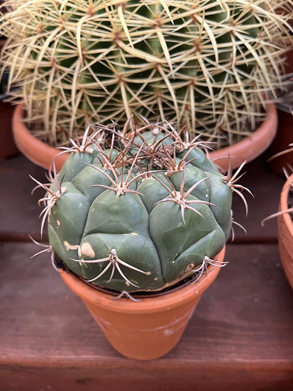 Gymnocalycium Pflanzii Kaktüs - Tür (büyük Beyaz Çiçek Açar)