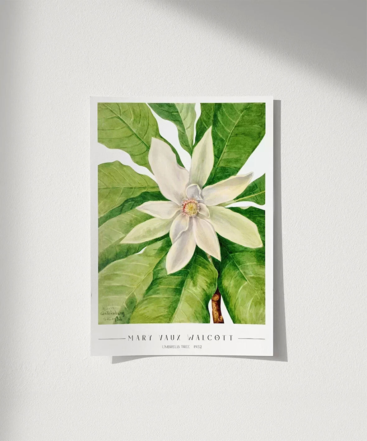 Çerçevesiz Poster Mary Vaux Walcott Umbrella Tree