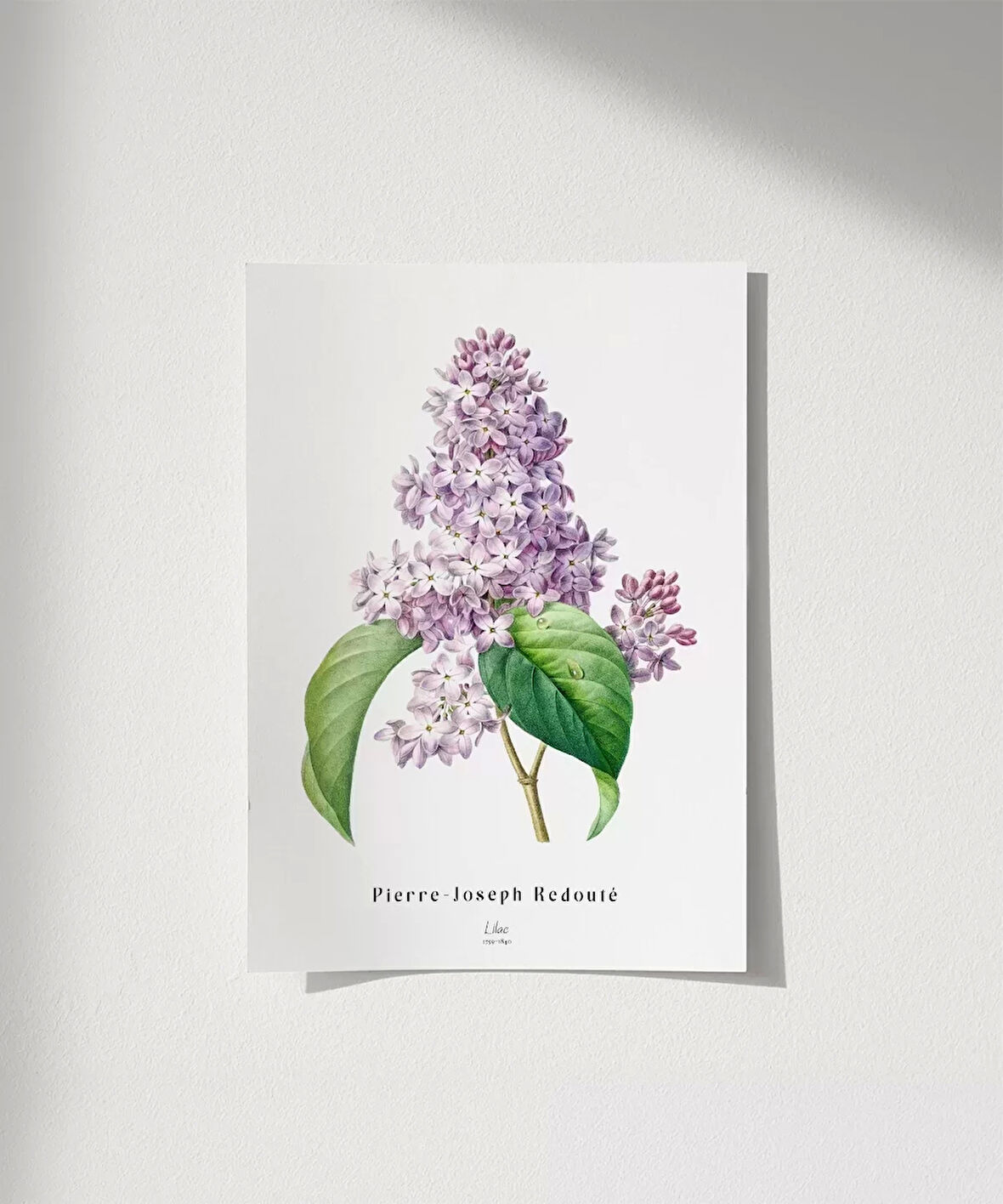Çerçevesiz Poster Pierre Joseph Redoure Lilac