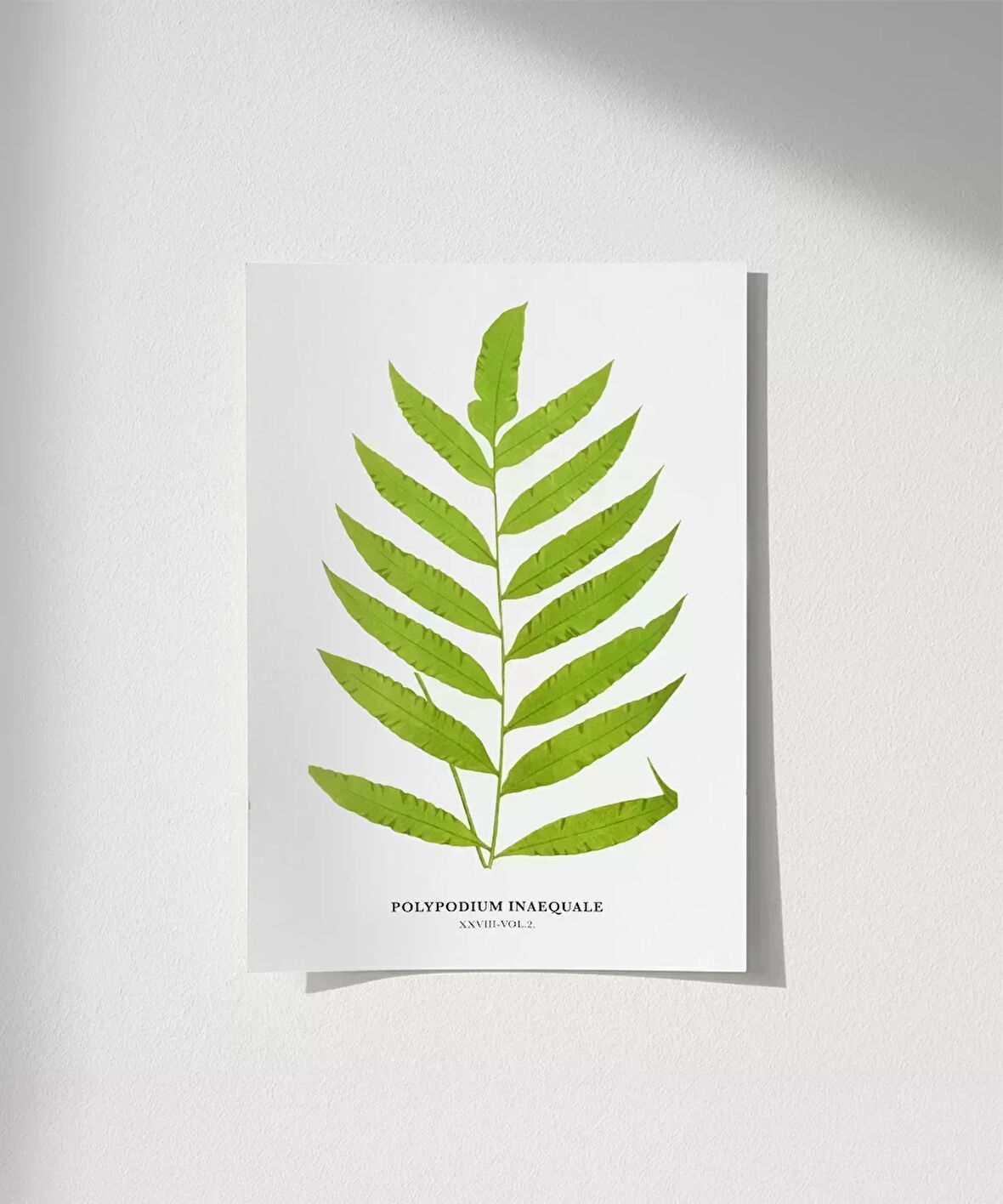 Çerçevesiz Poster Polypodium Inaequale