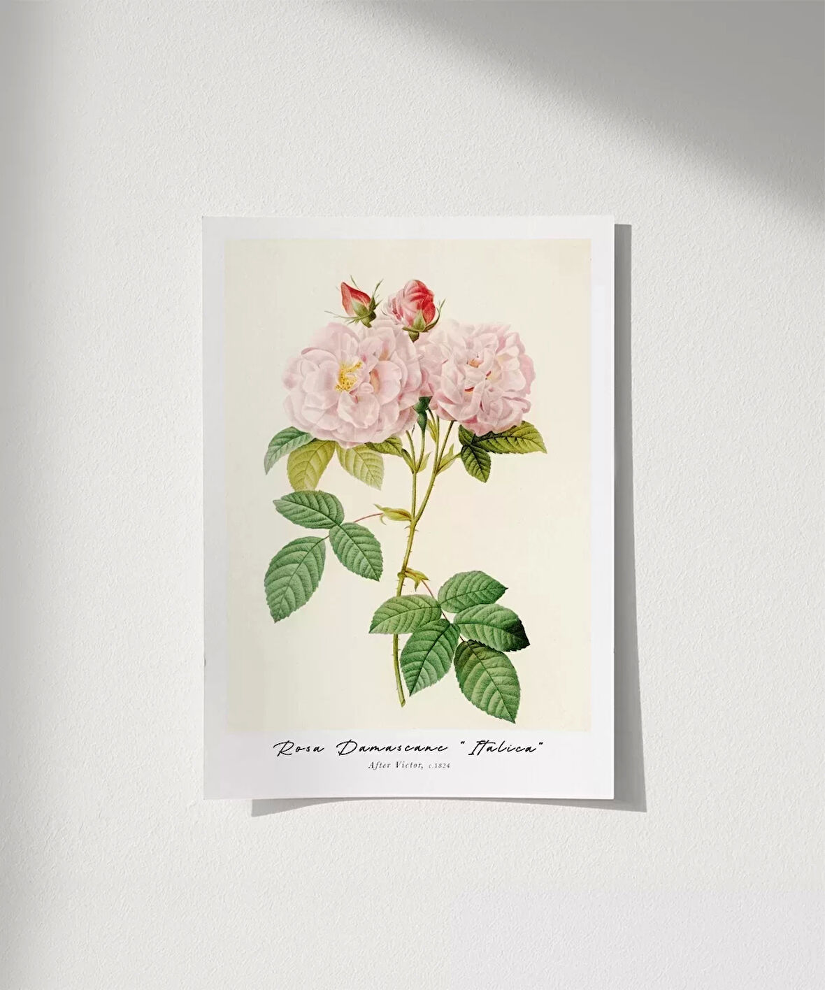Çerçevesiz Poster Rosa Damascane Italica