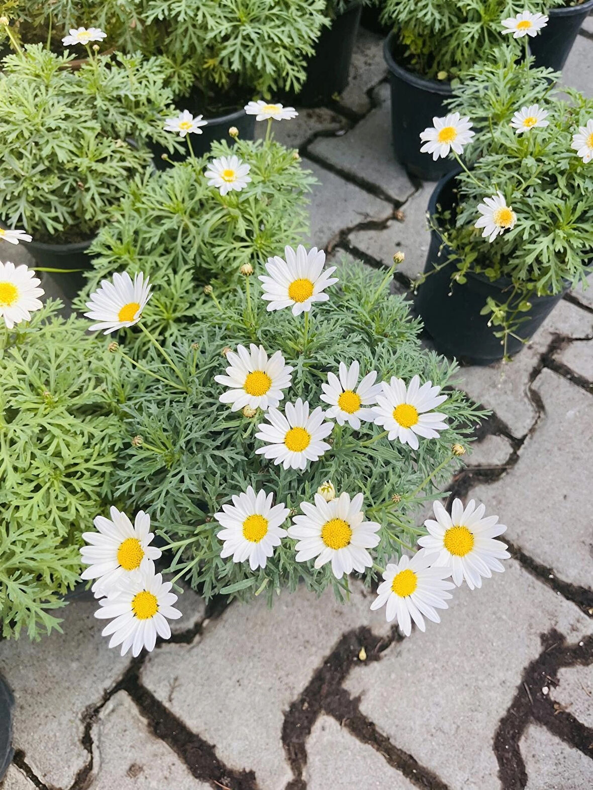 Bodrum Papatyası (Osteospermum Fruticosum)