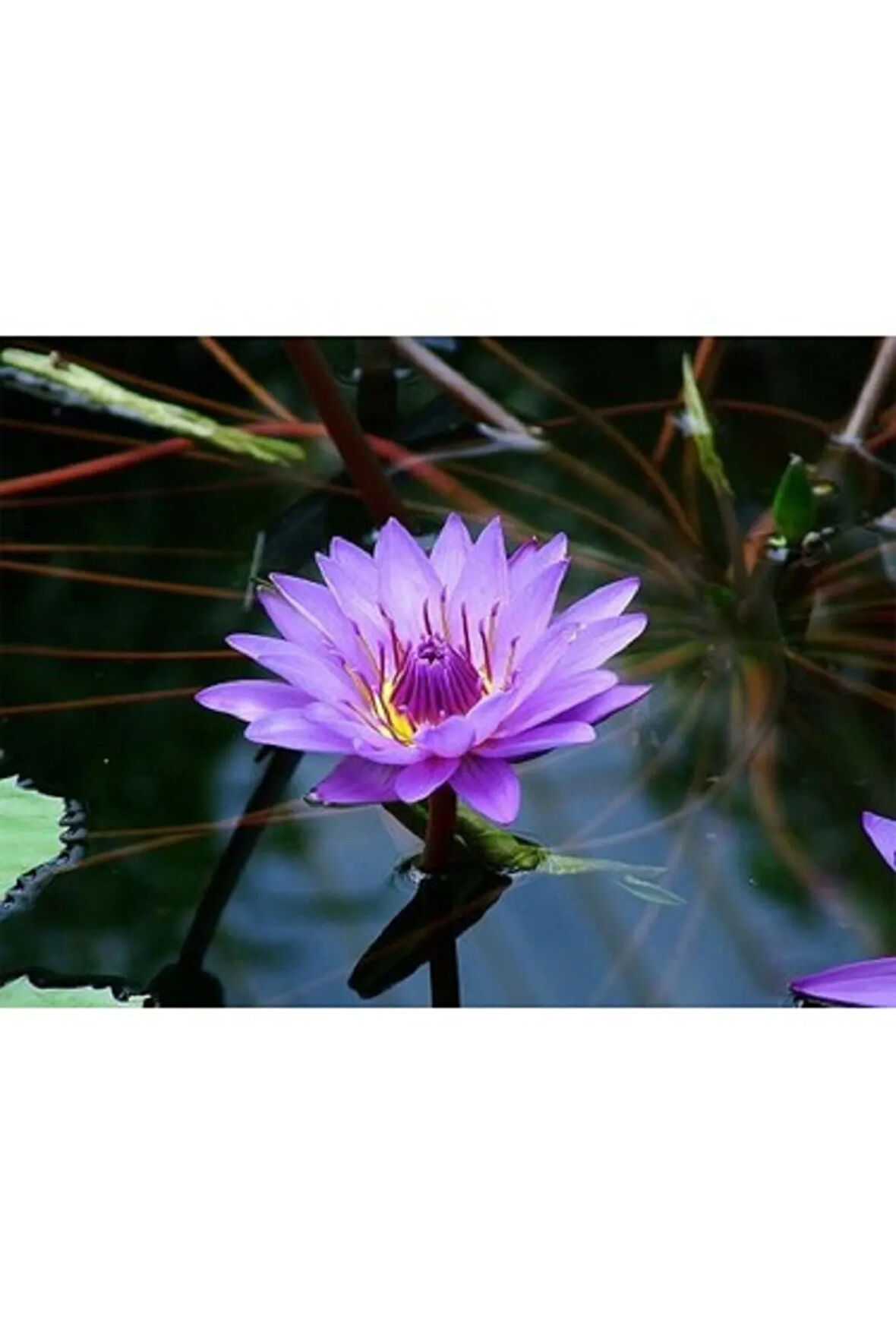 10 Adet Mor Renk Lotus Çiçeği Tohumu ( Nilüfer ) Lotus Tohumu