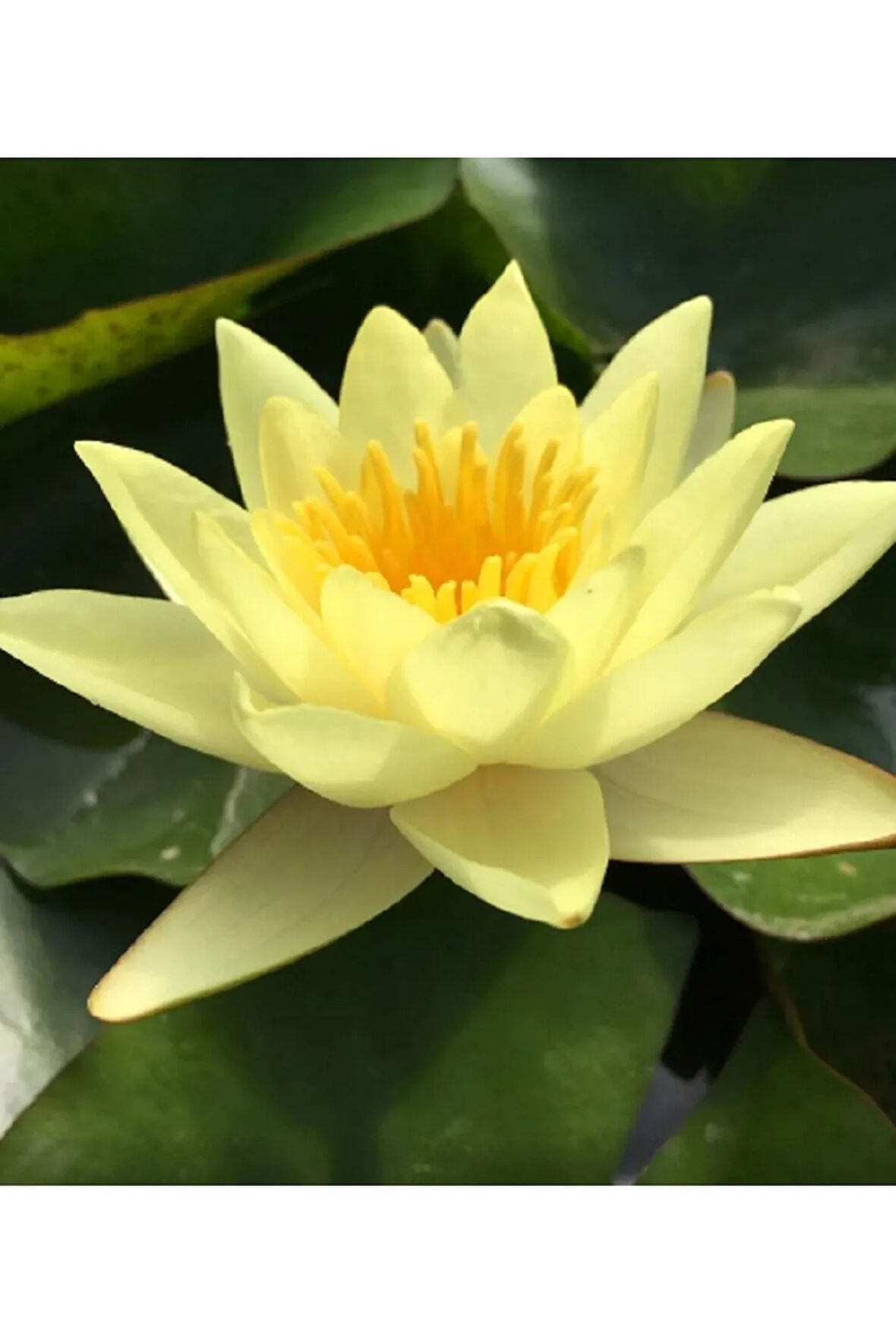 5 Adet Sarı Renk Lotus Çiçeği Tohumu ( Nilüfer ) Lotus Tohumu