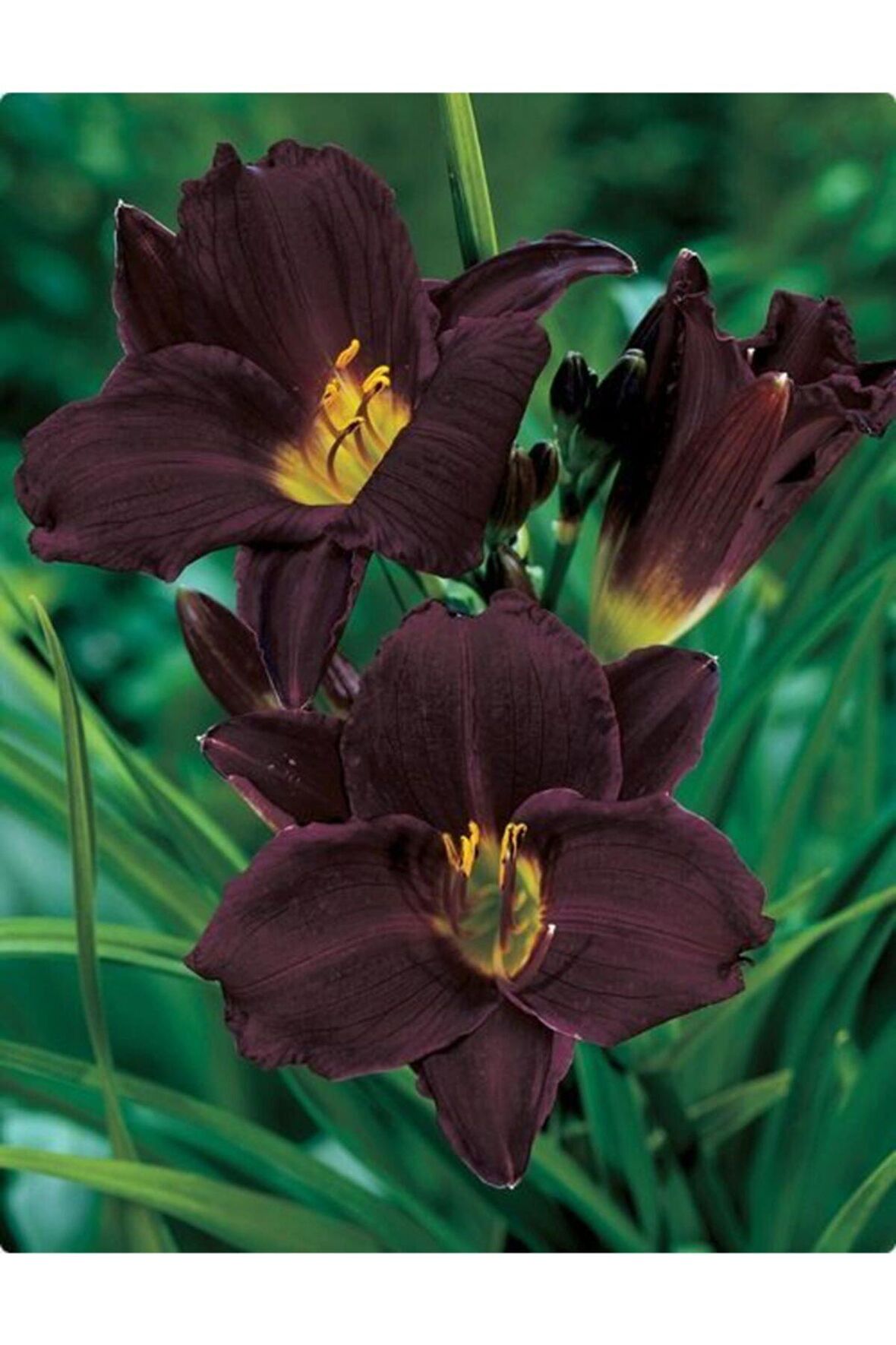 3 Adet Siyah Zambak Çiçeği Tohumu