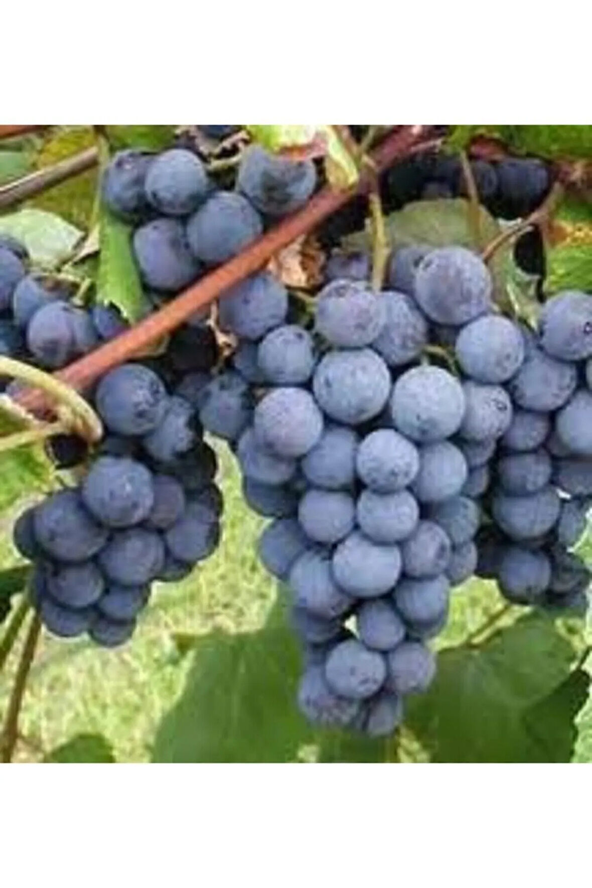 20 Adet Tohum Siyah Üzüm Black Magic Asma Ağacı Tohumu Sürpriz Hediye Bonsai Ağacı Tohumu