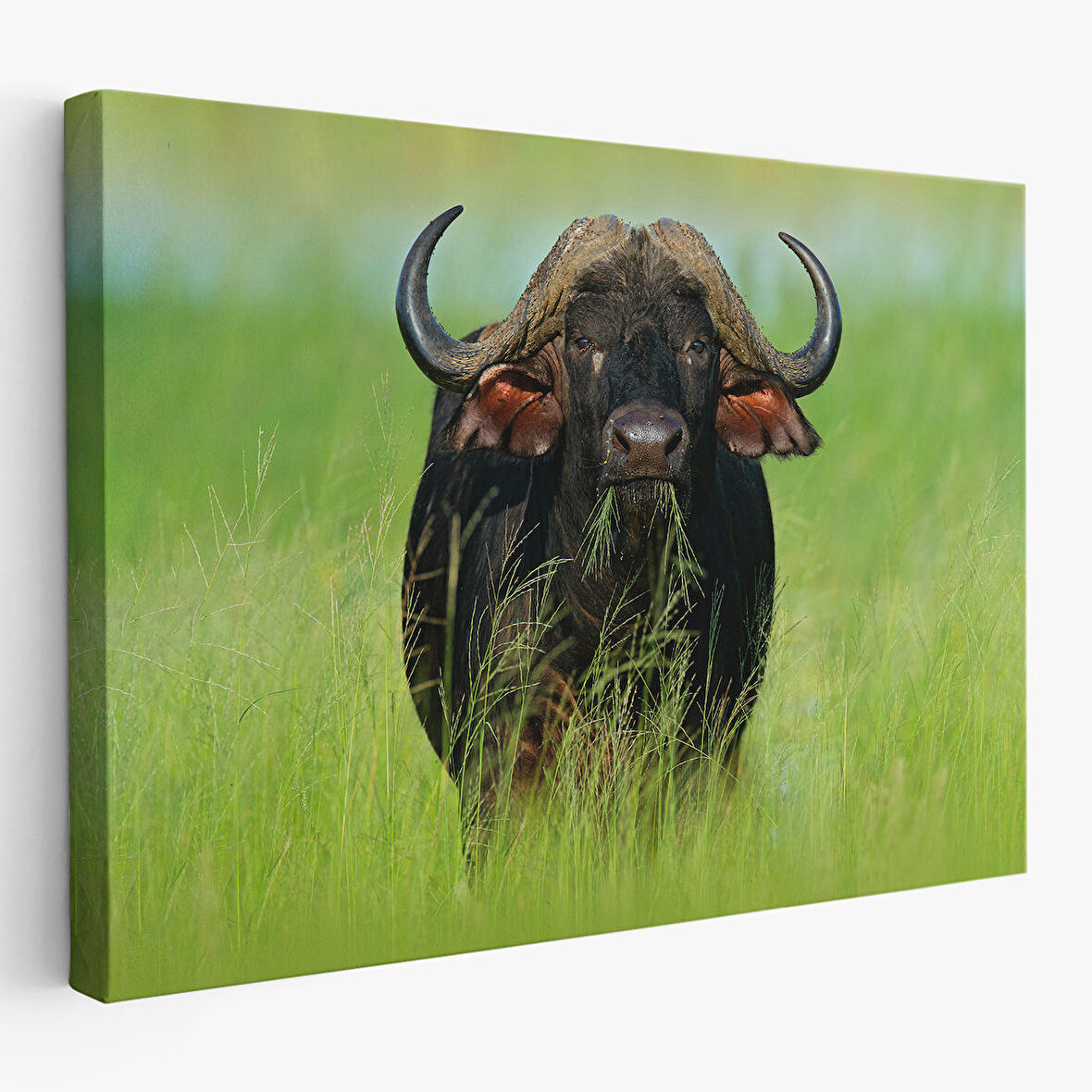 Asya Mandası Duvar Tablosu-6511