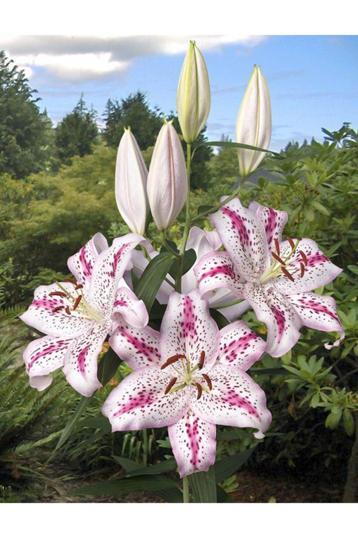 Beyaz Pembe Zambak Çiçeği Soğanı 3 Adet