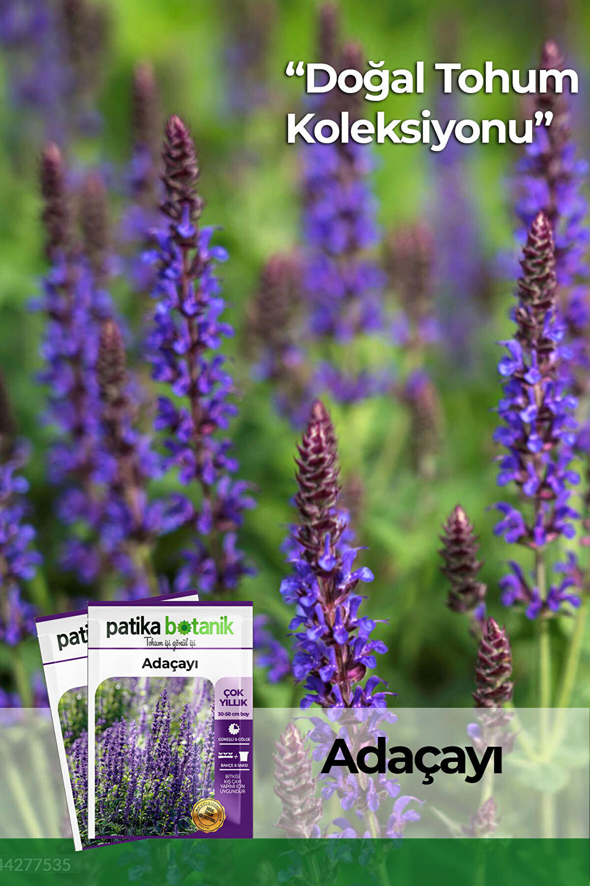 50 Adet Adaçayı (Salvia Officinalis) Çiçek Tohumu 