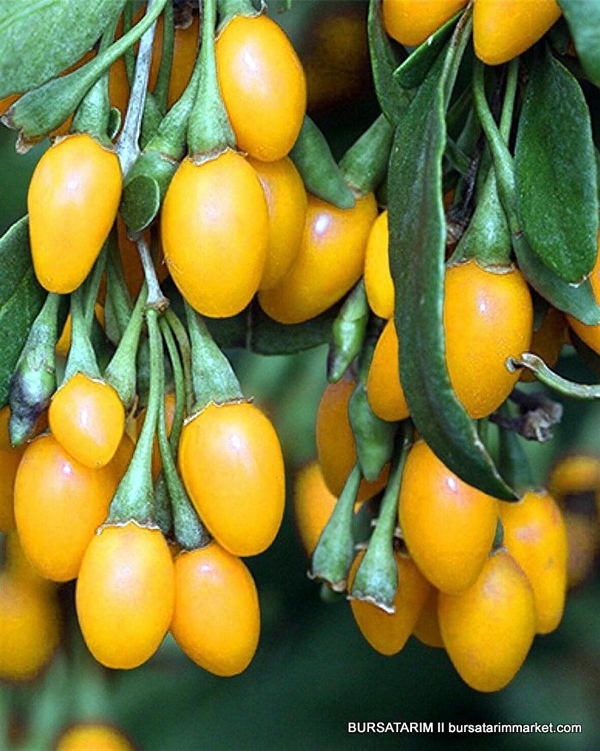 6 adet gojiberry fidanı ( sarı meyve  ) tüplü aşılı 12 ay dikim.
