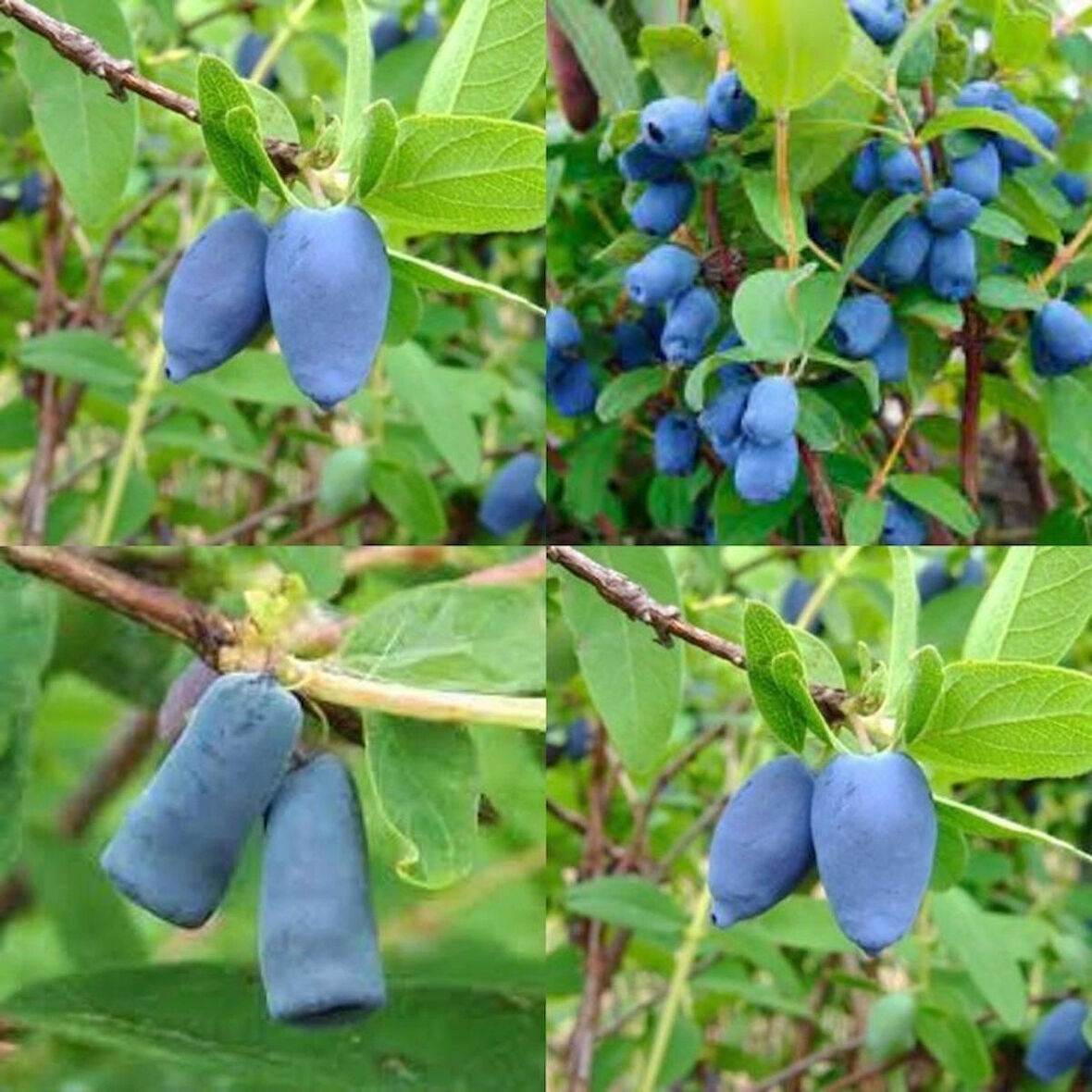 2 Yaşında Tüplü 2 Adet Balyemişi (Lonicera caerulea) Fidanı - Sağlıklı ve Lezzetli Meyveler İçin İdeal Seçim
