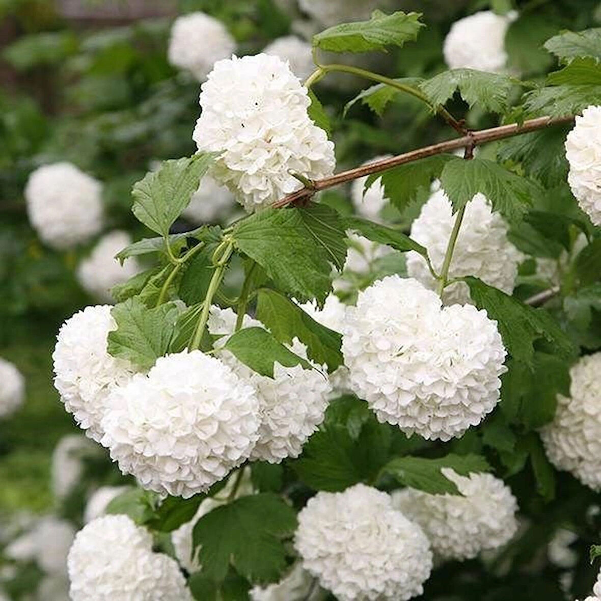 1-2 Yaş Arası Tüplü Çınar Kartopu (Viburnum opulus) Fidanı - Göz Alıcı Beyaz Çiçekler ve Dekoratif Yapraklar