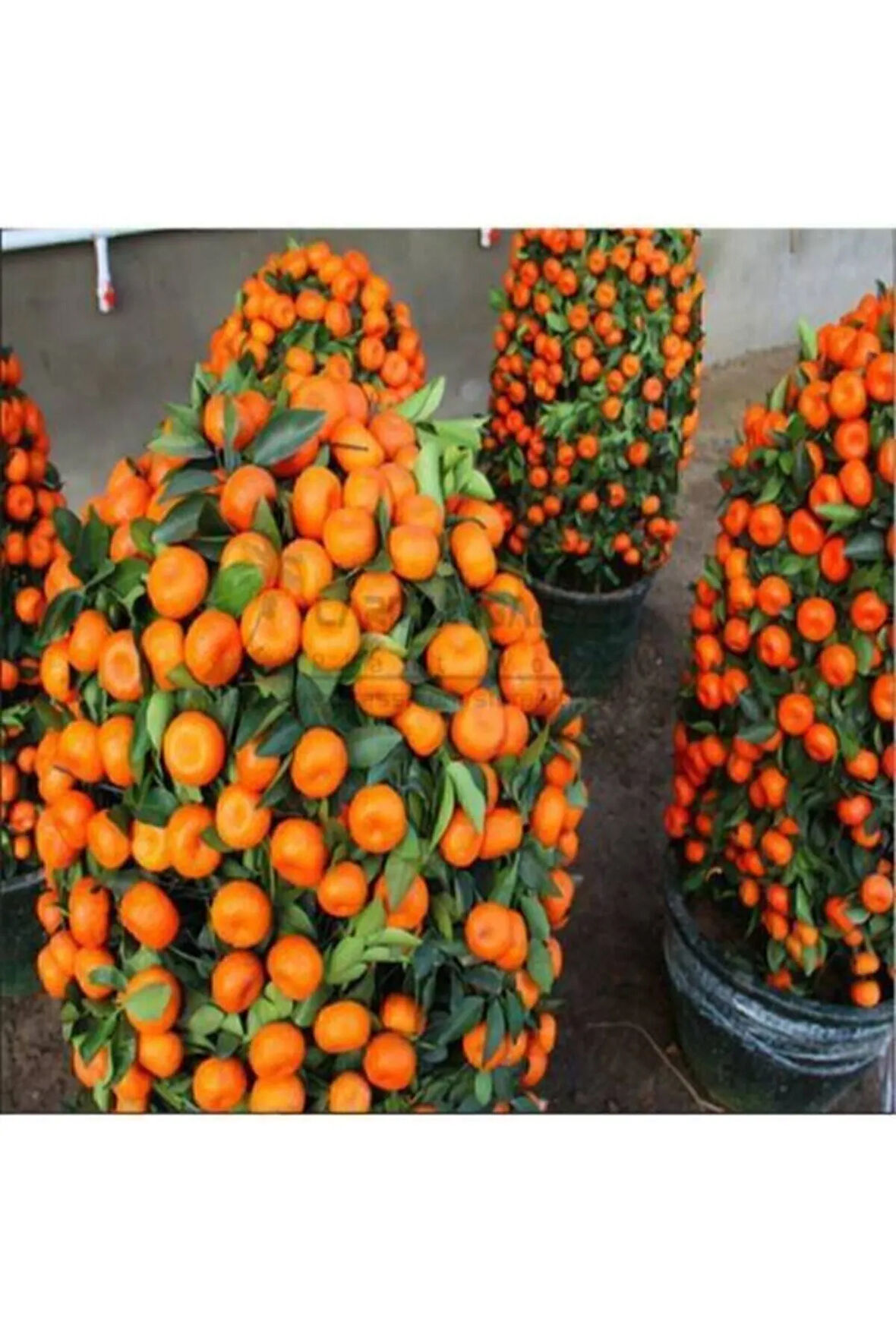 5 Adet Tohum Bodur Bonsai Mandalina Bonsai Ağacı Tohum Saksı Toprak Hediyemiz