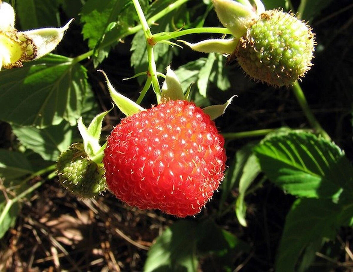 "2 Yaşında Tüplü Çilek Ahududu Fidanı - Rubus rosifolius, Bahçenize Lezzetli Meyveler Katın"