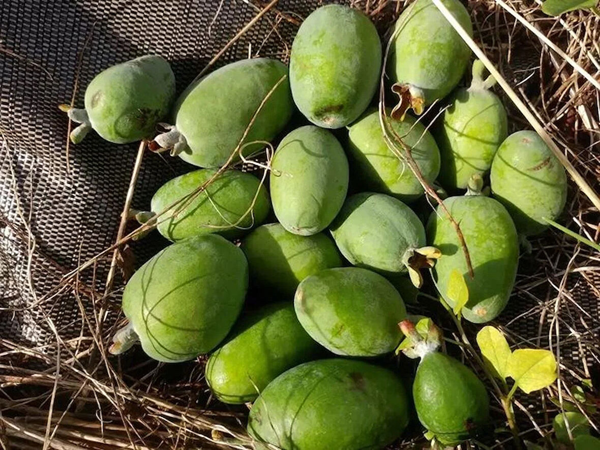 "Tüplü Kaymak Ağacı (Celtis australis) - Sağlıklı ve Hızlı Büyüyen Yeşil Güzellik"