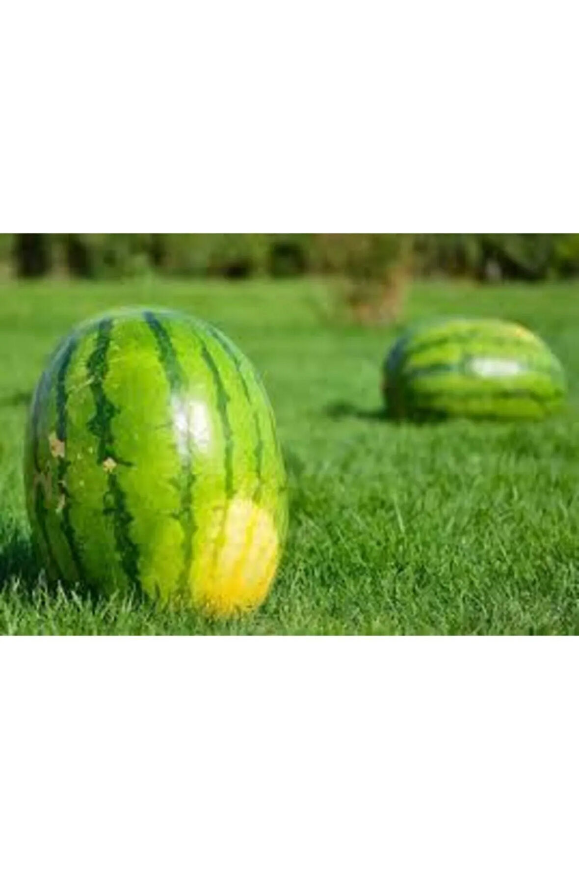 Diyarbakır Karpuzu Tohumu 75 Adet Tohum