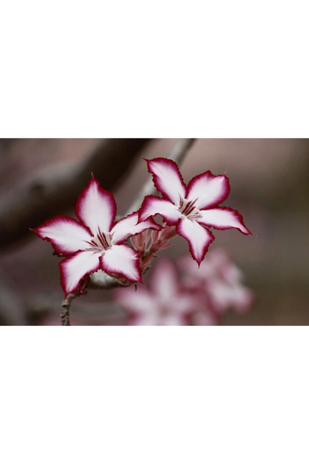 Beyaz Göbekli Bordo Kenarlı Zambak Soganı 2 Adet