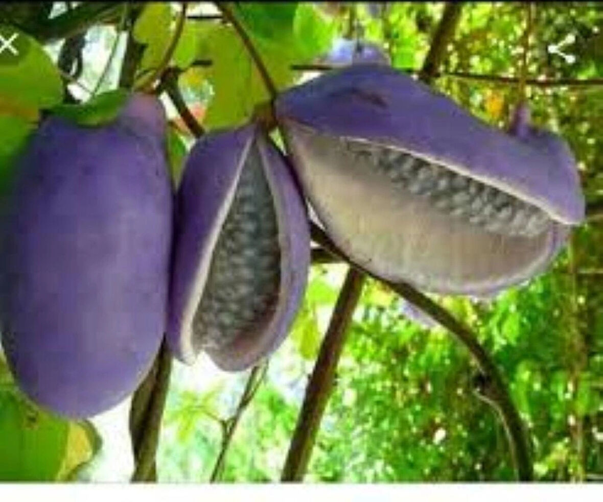 Çikolata Sarmaşığı Fidanı 30-50 cm 1-2 yaş arası
