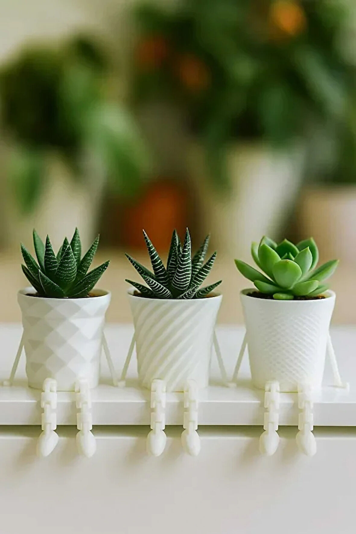 Sevimli Skulent Saksıları