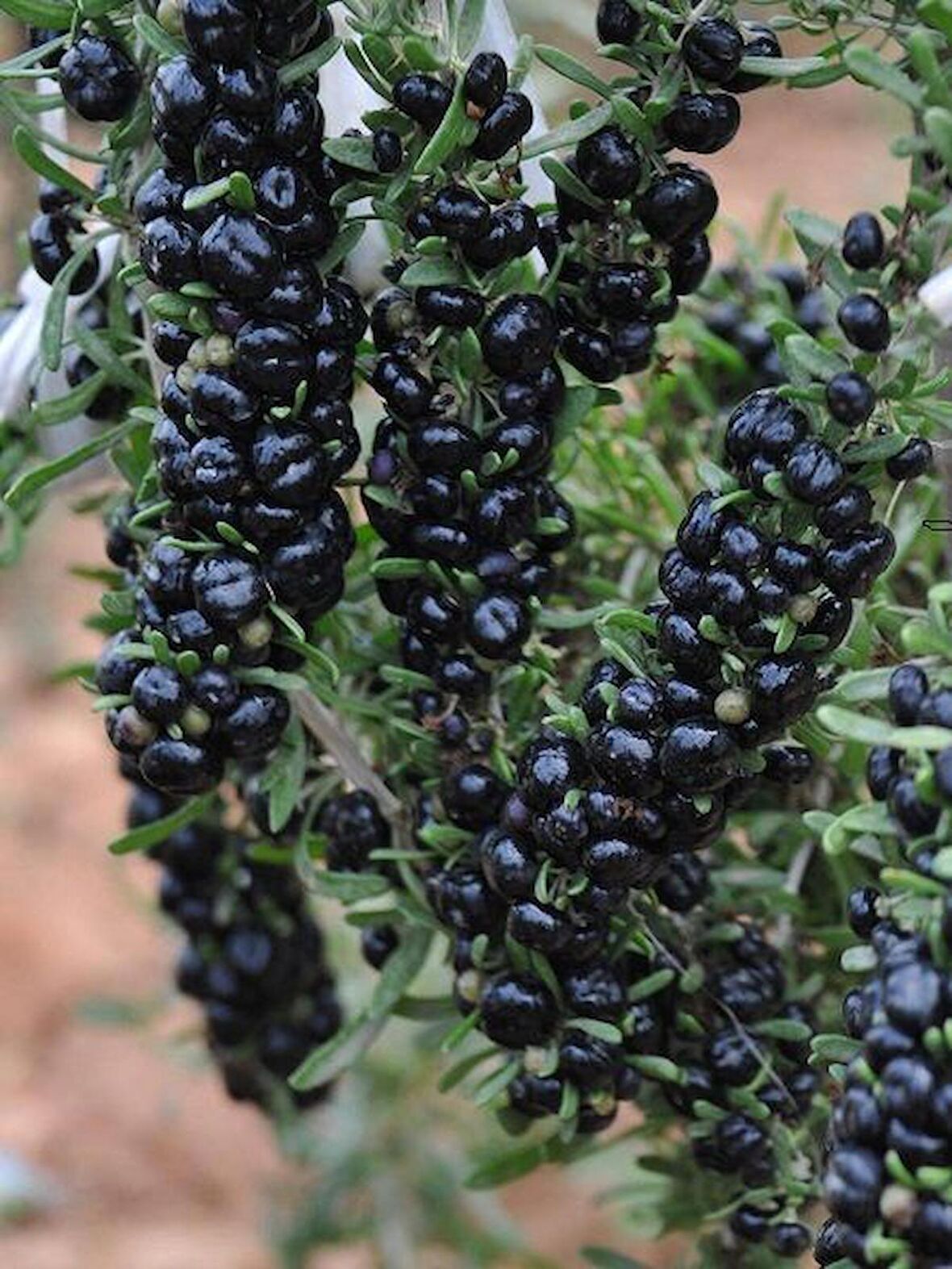 6 adet gojiberry fidanı ( siyah meyve  ) tüplü aşılı 12 ay dikim.