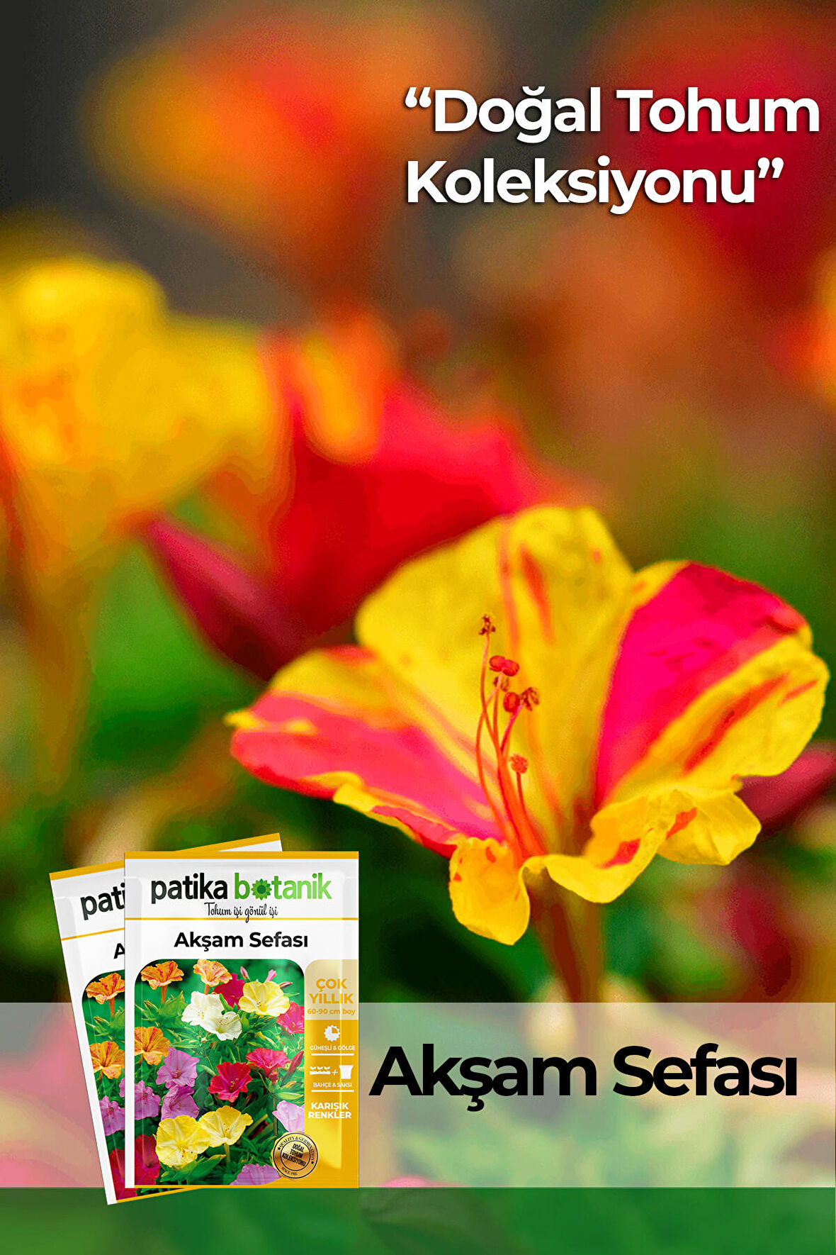 15 Adet Akşam Sefası (Mirabilis Jalapa) Çiçek Tohumu