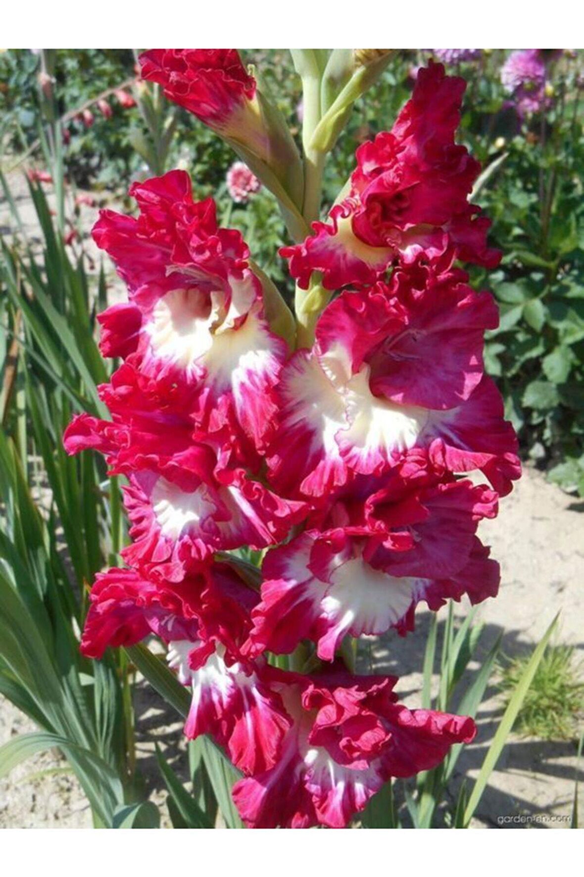 5 Adet Pembe-beyaz Renkli Fırfırlı Glayör Çiçek Soğanı