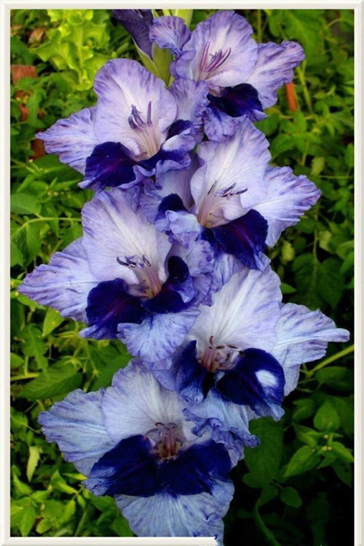 Mavi Kırçıllı Glayör Çiçek Soğanı 5 Adet