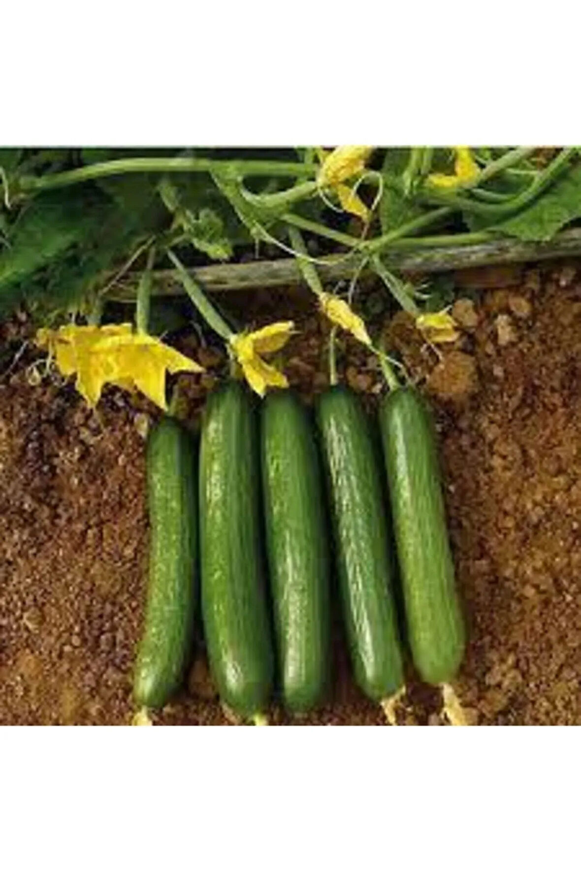 50 Adet Nadir Çengelköy Salatalalık Yeni Sezon Köy Salatalık Saksı Toprak Sürpriz Hediye Tohumlu