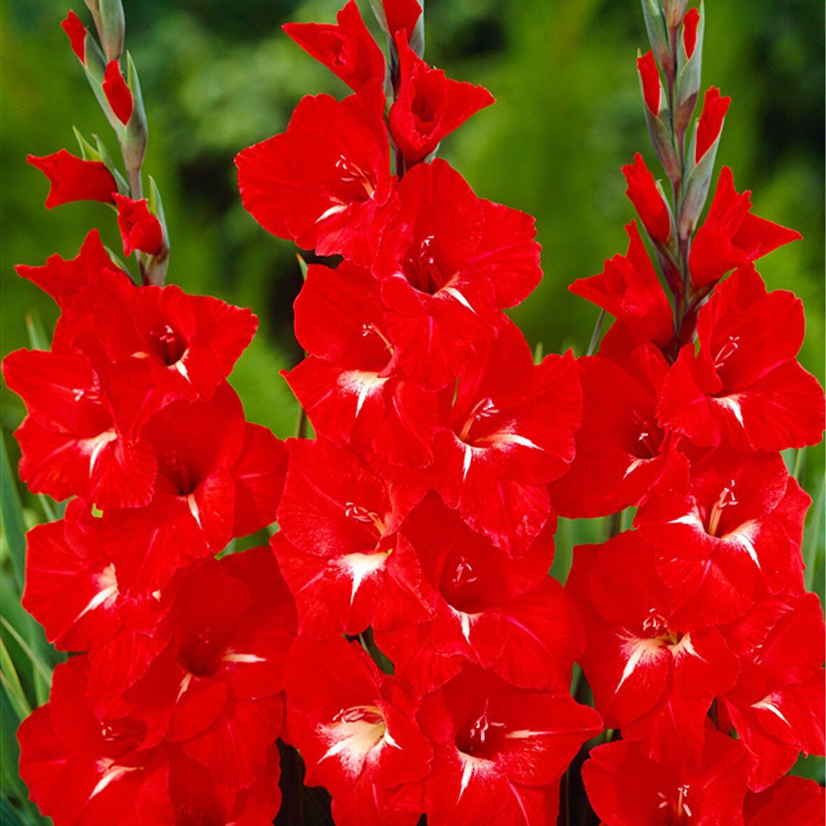Gladiolus Traderhorn Kırmzı Glayör Çiçeği Soğanı (2 adet)
