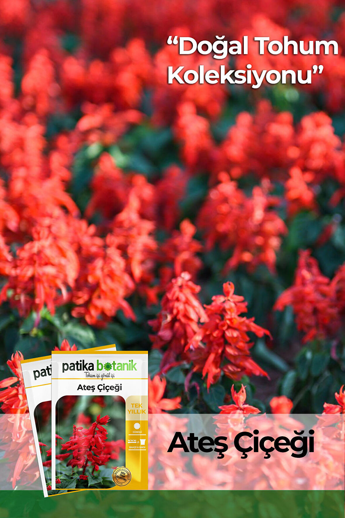 30 Adet Ateş Çiçeği (salvia Splendens) Çiçek Tohumu 