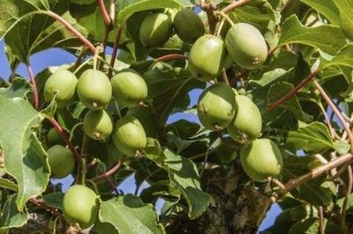 2 Yaşında Tüplü 2 Adet Mini Kivi (Actinidia arguta) Fidanı - Bahçenize Lezzetli ve Sağlıklı Meyveler Katın