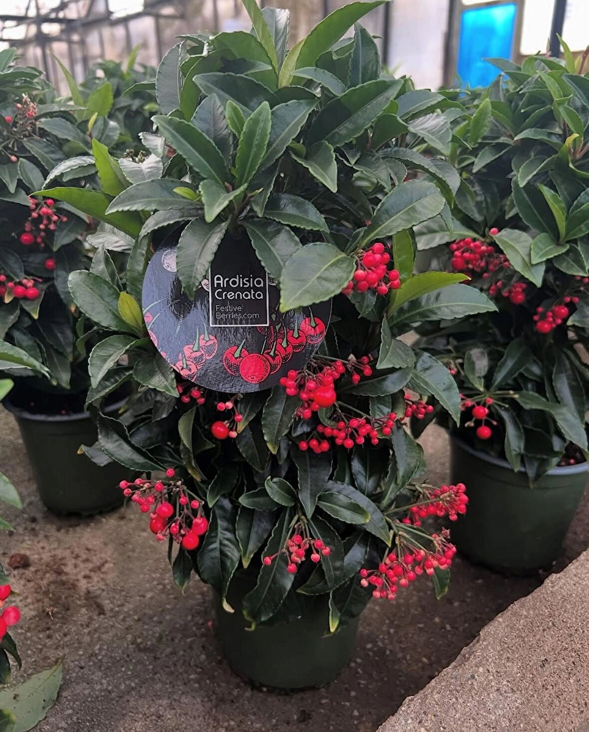 Ardisia Berry (Ateş Kirazı) Bitkisi