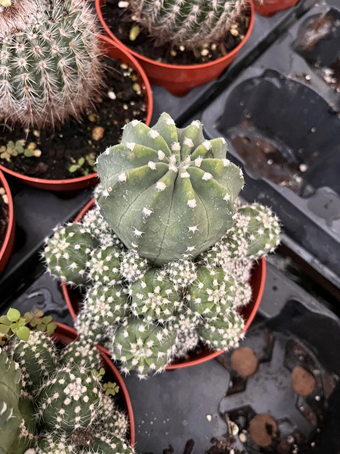 Top Kaktüs, Echinopsis Subdenudata Pamuk Noktalı